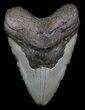 Bargain Megalodon Tooth - North Carolina #36233-1